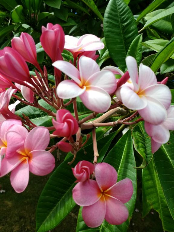 Plumeria